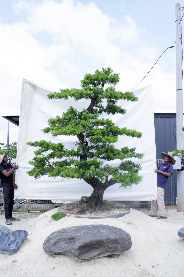 Large cloud-pruned specimen conifer tree in a wholesale nursery, supplied by GP FloraL